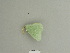  (Hemistola siciliana - BC ZSM Lep 85099)  @12 [ ] CreativeCommons - Attribution Non-Commercial Share-Alike (2014) Axel Hausmann/Bavarian State Collection of Zoology (ZSM) SNSB, Zoologische Staatssammlung Muenchen