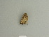  ( - BC ZSM Lep 85100)  @12 [ ] CreativeCommons - Attribution Non-Commercial Share-Alike (2014) Axel Hausmann/Bavarian State Collection of Zoology (ZSM) SNSB, Zoologische Staatssammlung Muenchen