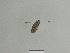  ( - BC ZSM Lep 85106)  @12 [ ] CreativeCommons - Attribution Non-Commercial Share-Alike (2014) Axel Hausmann/Bavarian State Collection of Zoology (ZSM) SNSB, Zoologische Staatssammlung Muenchen