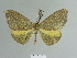  ( - BC ZSM Lep 85116)  @14 [ ] CreativeCommons - Attribution Non-Commercial Share-Alike (2014) Axel Hausmann/Bavarian State Collection of Zoology (ZSM) SNSB, Zoologische Staatssammlung Muenchen