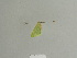 ( - BC ZSM Lep 85118)  @12 [ ] CreativeCommons - Attribution Non-Commercial Share-Alike (2014) Axel Hausmann/Bavarian State Collection of Zoology (ZSM) SNSB, Zoologische Staatssammlung Muenchen