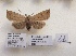  (Hyalobole conistroides - BC ZSM Lep 87993)  @14 [ ] CreativeCommons - Attribution Non-Commercial Share-Alike (2015) Axel Hausmann/Bavarian State Collection of Zoology (ZSM) SNSB, Zoologische Staatssammlung Muenchen