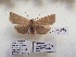  ( - BC ZSM Lep 87995)  @14 [ ] CreativeCommons - Attribution Non-Commercial Share-Alike (2015) Axel Hausmann/Bavarian State Collection of Zoology (ZSM) SNSB, Zoologische Staatssammlung Muenchen