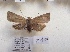  ( - BC ZSM Lep 87997)  @14 [ ] CreativeCommons - Attribution Non-Commercial Share-Alike (2015) Axel Hausmann/Bavarian State Collection of Zoology (ZSM) SNSB, Zoologische Staatssammlung Muenchen