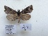  (Polychrysia praemium - BC ZSM Lep 88000)  @14 [ ] CreativeCommons - Attribution Non-Commercial Share-Alike (2015) Axel Hausmann/Bavarian State Collection of Zoology (ZSM) SNSB, Zoologische Staatssammlung Muenchen