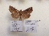  ( - BC ZSM Lep 88001)  @13 [ ] CreativeCommons - Attribution Non-Commercial Share-Alike (2015) Axel Hausmann/Bavarian State Collection of Zoology (ZSM) SNSB, Zoologische Staatssammlung Muenchen