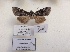  ( - BC ZSM Lep 88007)  @13 [ ] CreativeCommons - Attribution Non-Commercial Share-Alike (2015) Axel Hausmann/Bavarian State Collection of Zoology (ZSM) SNSB, Zoologische Staatssammlung Muenchen