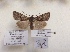  ( - BC ZSM Lep 88008)  @14 [ ] CreativeCommons - Attribution Non-Commercial Share-Alike (2015) Axel Hausmann/Bavarian State Collection of Zoology (ZSM) SNSB, Zoologische Staatssammlung Muenchen