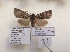  ( - BC ZSM Lep 88009)  @14 [ ] CreativeCommons - Attribution Non-Commercial Share-Alike (2015) Axel Hausmann/Bavarian State Collection of Zoology (ZSM) SNSB, Zoologische Staatssammlung Muenchen