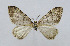  (Xanthorhoe elenae - BC ZSM Lep 88051)  @13 [ ] Axel Hausmann/Bavarian State Collection of Zoology (ZSM) (2015) Axel Hausmann/Bavarian State Collection of Zoology (ZSM) SNSB, Zoologische Staatssammlung Muenchen