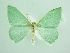  ( - BC ZSM Lep 88056)  @13 [ ] CreativeCommons - Attribution Non-Commercial Share-Alike (2015) Axel Hausmann/Bavarian State Collection of Zoology (ZSM) SNSB, Zoologische Staatssammlung Muenchen