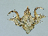  ( - BC ZSM Lep 91923)  @11 [ ] CreativeCommons - Attribution Non-Commercial Share-Alike (2020) SNSB, Staatliche Naturwissenschaftliche Sammlungen Bayerns ZSM (SNSB, Zoologische Staatssammlung Muenchen)