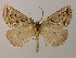  (Pseudaleucis denticulata - BC ZSM Lep add 0053)  @14 [ ] CreativeCommons - Attribution Non-Commercial Share-Alike (2010) Unspecified SNSB, Zoologische Staatssammlung Muenchen