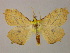  ( - BC ZSM Lep add 0056)  @13 [ ] CreativeCommons - Attribution Non-Commercial Share-Alike (2010) Unspecified SNSB, Zoologische Staatssammlung Muenchen