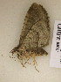  ( - BC ZSM Lep add 0075)  @12 [ ] CreativeCommons - Attribution Non-Commercial Share-Alike (2010) Unspecified SNSB, Zoologische Staatssammlung Muenchen