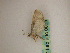  ( - BC ZSM Lep add 0095)  @12 [ ] CreativeCommons - Attribution Non-Commercial Share-Alike (2010) Unspecified SNSB, Zoologische Staatssammlung Muenchen