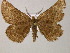  ( - BC ZSM Lepiadd 0035)  @11 [ ] CreativeCommons - Attribution Non-Commercial Share-Alike (2010) Unspecified SNSB, Zoologische Staatssammlung Muenchen