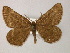  ( - BC ZSM Lepiadd 0036)  @11 [ ] CreativeCommons - Attribution Non-Commercial Share-Alike (2010) Unspecified SNSB, Zoologische Staatssammlung Muenchen