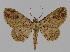  ( - BC EF Lep 00830)  @13 [ ] Copyright (2010) Unspecified Research Collection of Egbert Friedrich