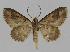  ( - BC EF Lep 00830)  @12 [ ] Copyright (2010) Unspecified Research Collection of Egbert Friedrich