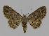  ( - BC EF Lep 00838)  @14 [ ] Copyright (2010) Unspecified Research Collection of Egbert Friedrich