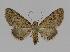  (Eupithecia aphanes - BC EF Lep 00839)  @15 [ ] Copyright (2010) Unspecified Research Collection of Egbert Friedrich