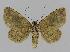  ( - BC EF Lep 00849)  @14 [ ] Copyright (2010) Unspecified Research Collection of Egbert Friedrich