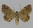  ( - BC EF Lep 00850)  @13 [ ] Copyright (2010) Unspecified Research Collection of Egbert Friedrich