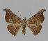  ( - BC EF Lep 00851)  @14 [ ] Copyright (2010) Unspecified Research Collection of Egbert Friedrich
