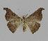  ( - BC EF Lep 00851)  @12 [ ] Copyright (2010) Unspecified Research Collection of Egbert Friedrich