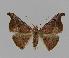  ( - BC EF Lep 00852)  @14 [ ] Copyright (2010) Unspecified Research Collection of Egbert Friedrich