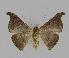 ( - BC EF Lep 00852)  @12 [ ] Copyright (2010) Unspecified Research Collection of Egbert Friedrich