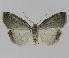  ( - BC EF Lep 00853)  @13 [ ] Copyright (2010) Unspecified Research Collection of Egbert Friedrich