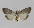  ( - BC EF Lep 00854)  @14 [ ] Copyright (2010) Unspecified Research Collection of Egbert Friedrich