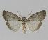  ( - BC EF Lep 00855)  @13 [ ] Copyright (2010) Unspecified Research Collection of Egbert Friedrich