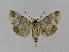  ( - BC EF Lep 00856)  @13 [ ] Copyright (2010) Unspecified Research Collection of Egbert Friedrich