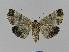  ( - BC EF Lep 00857)  @13 [ ] Copyright (2010) Unspecified Research Collection of Egbert Friedrich