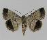  ( - BC EF Lep 00858)  @14 [ ] Copyright (2010) Unspecified Research Collection of Egbert Friedrich
