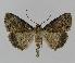  ( - BC EF Lep 00859)  @14 [ ] Copyright (2010) Unspecified Research Collection of Egbert Friedrich