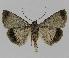  ( - BC EF Lep 00859)  @14 [ ] Copyright (2010) Unspecified Research Collection of Egbert Friedrich