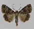  ( - BC EF Lep 00860)  @14 [ ] Copyright (2010) Unspecified Research Collection of Egbert Friedrich