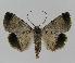  ( - BC EF Lep 00860)  @14 [ ] Copyright (2010) Unspecified Research Collection of Egbert Friedrich