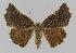  ( - BC EF Lep 00882)  @14 [ ] Copyright (2010) Unspecified Research Collection of Egbert Friedrich