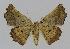  ( - BC EF Lep 00882)  @13 [ ] Copyright (2010) Unspecified Research Collection of Egbert Friedrich