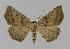  ( - BC EF Lep 00883)  @14 [ ] Copyright (2010) Unspecified Research Collection of Egbert Friedrich