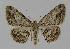  ( - BC EF Lep 00904)  @14 [ ] Copyright (2010) Unspecified Research Collection of Egbert Friedrich