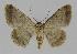  ( - BC EF Lep 00904)  @14 [ ] Copyright (2010) Unspecified Research Collection of Egbert Friedrich