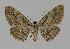  (Syneora acrotypa - BC EF Lep 00906)  @14 [ ] Copyright (2010) Unspecified Research Collection of Egbert Friedrich