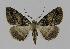  ( - BC EF Lep 00907)  @13 [ ] Copyright (2010) Unspecified Research Collection of Egbert Friedrich