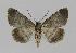 ( - BC EF Lep 00907)  @13 [ ] Copyright (2010) Unspecified Research Collection of Egbert Friedrich